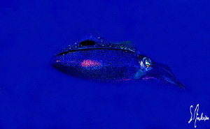 This image of a squid was taken at Villa Blanco Wall........ by Steven Anderson 